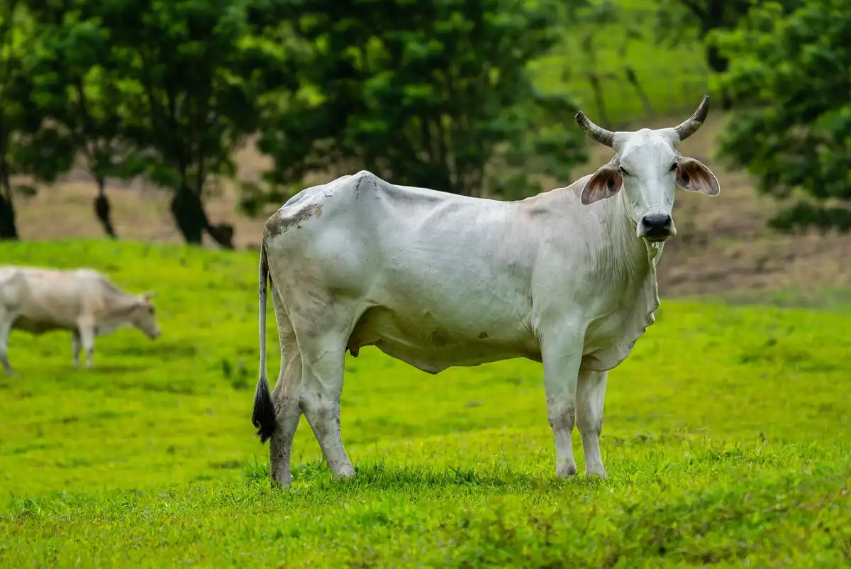 Bovino Nelore de lado em um pasto verde.