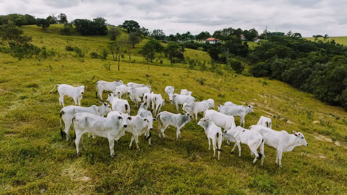 Rebanho de gado Nelore em uma encosta de pasto.