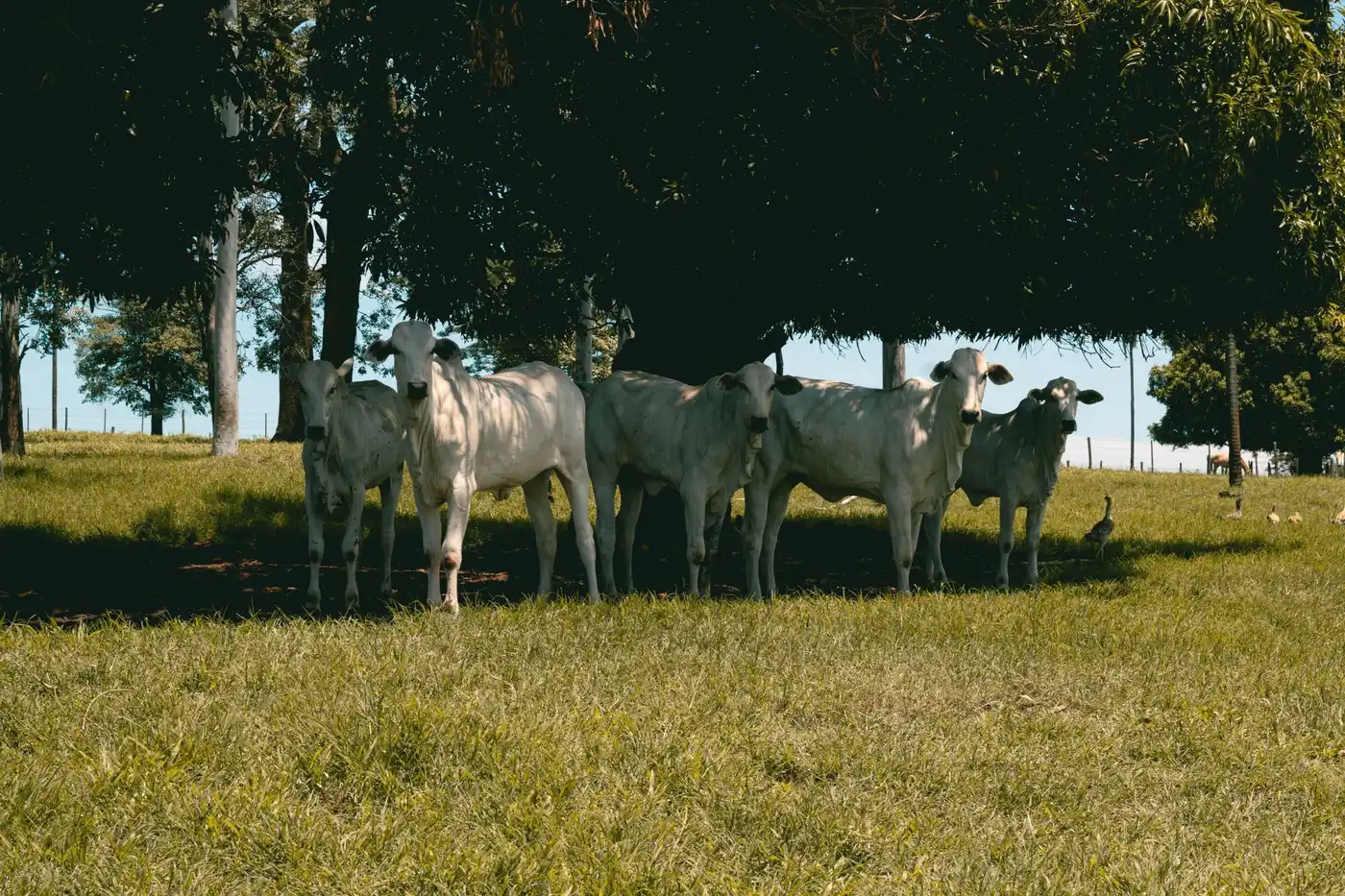 Bovinos à sombra de árvores no pasto.