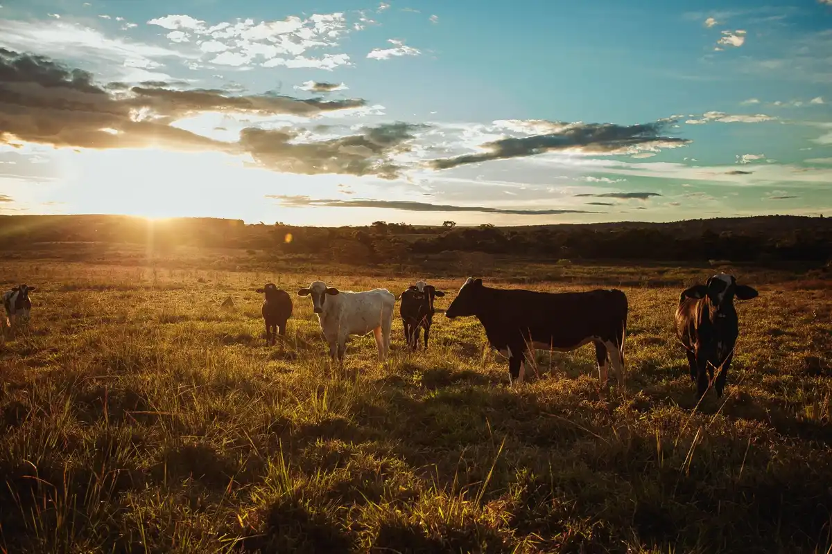 Rebanho no pasto ao pôr do sol.