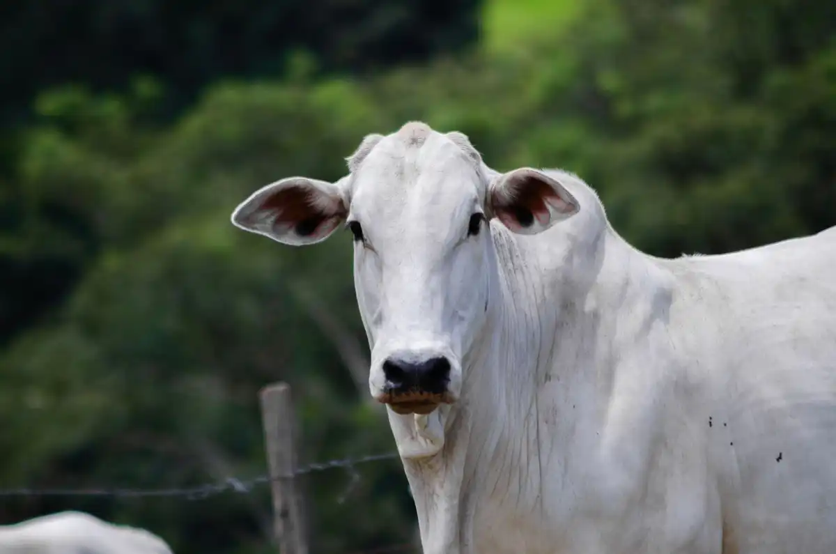 Bovino Nelore de frente em um pasto, com mata ao fundo.