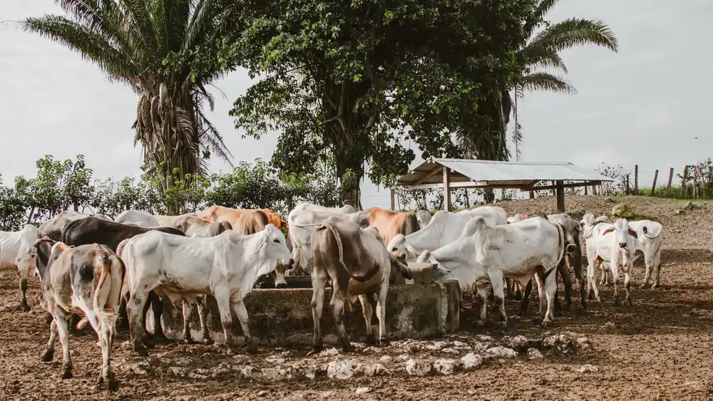 Bovinos reunidos ao redor de um cocho em curral aberto.